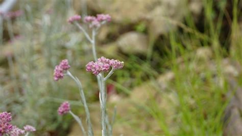 Close Up De Flores De Antennaria Dioica Tamb M Conhecida Como Rosa De