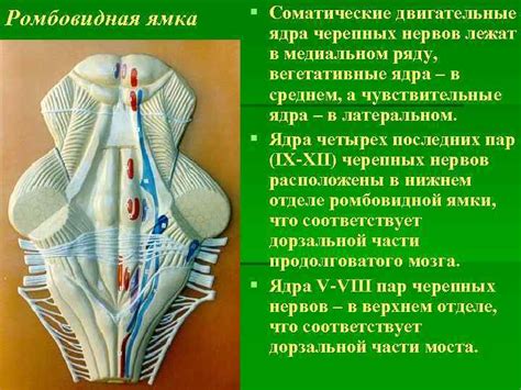 Ромбовидная ямка Функциональная морфология мозжечка Топография мозжечка