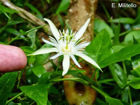 Reserva Natural Estricta San Antonio Passiflora Capsularis La Flor De