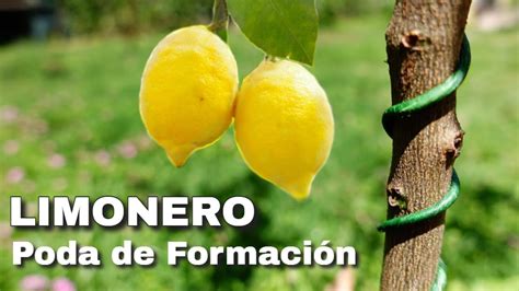 C Mo Podar Un Limonero Todo Lo Que Necesitas Saber Poda De