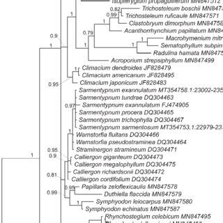 Bayesian Phylogenetic Tree Based On Its Posterior Probabilities Of