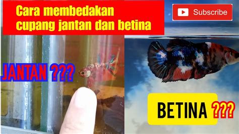 Cara Membedakan Jenis Ikan Cupang Jantan Dan Betina Nemo Galaxy