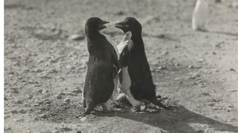 Depraved Sex Acts By Penguins Shocked Polar Explorer Bbc News