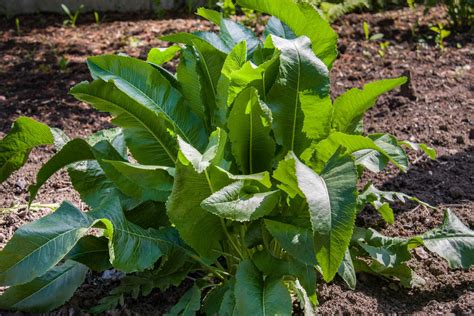 Planting horseradish: tips & instructions - Plantura