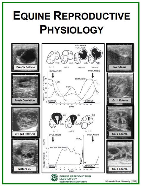 Cvmbs Equine Reproduction Laboratory Store Equine Reproductive