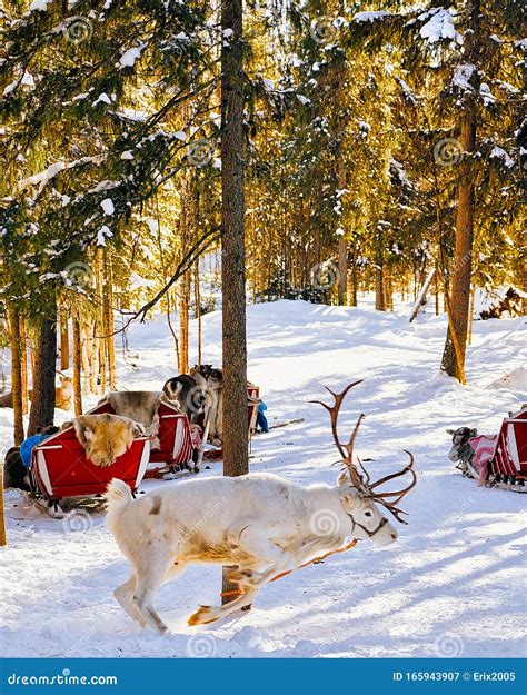 White Reindeer Jumping In Winter Farm In Lapland Finland Stock Image