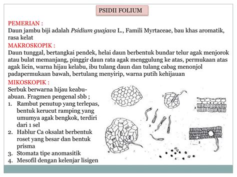 548334260 Jenis Jenis Simplisia Karakteristik Makroskopis Dan