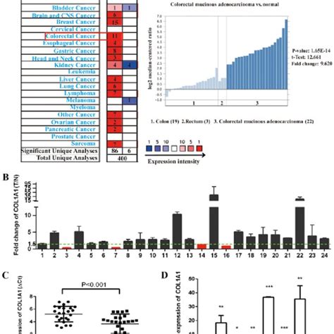 Expression Levels Of Col1a1 Protein In Crc Tissues And Cell Lines A