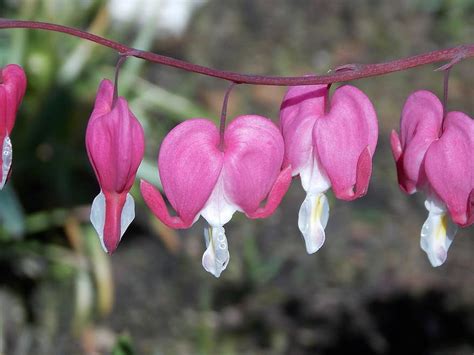кровоточащее сердце, Lamprocapnos Spectabilis, двухцветный сердечный ...