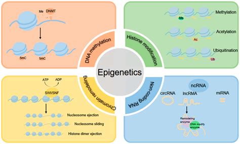 IJMS Free Full Text Histone Modifications Represent A Key