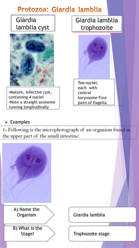 Microbiology Practical Ppt Download