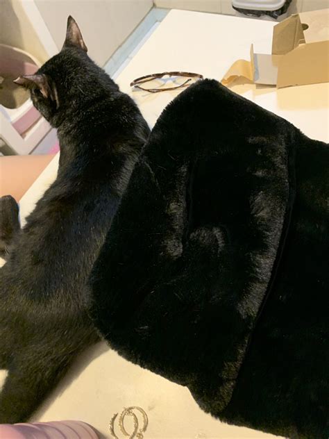 Belleflops On Twitter My Cat Looks Like My Bag