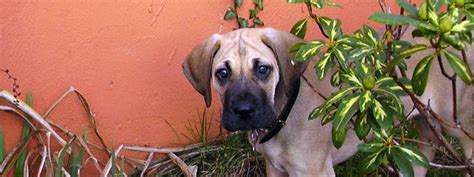 Great Dane Puppy Training Tips | PETSIDI