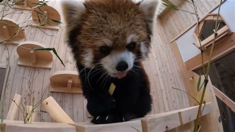 3月9日レッサーパンダ「タオタオ・ライム」【桐生が岡動物園】 Youtube