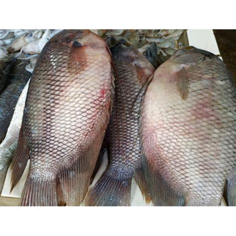 Jual Ikan Gurame Segar Kg Shopee Indonesia