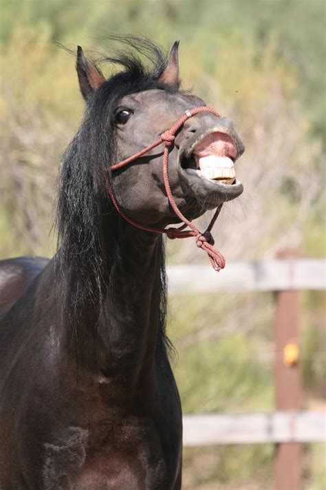 Silly Horse Photograph by Wendi Curtis - Pixels
