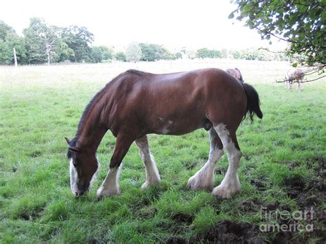 Chestnut Clydesdale Photograph by Brandy Woods - Pixels