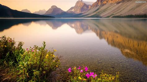 G Ry Skaliste Prowincja Alberta Kanada Kwiaty Jezioro Bow Lake