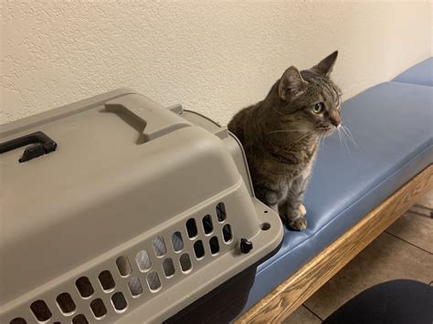 Alta Vista Veterinary Hospital 83 Photos And 362 Reviews Phoenix