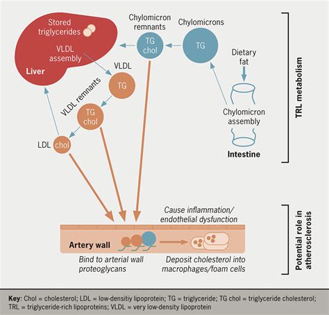 Triglyceride Rich Lipoproteins And Their Role In Cardiovascular Disease