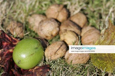 Echte Walnüsse Juglans regia