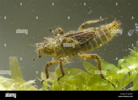 Dragonfly Larvae Hi Res Stock Photography And Images Alamy