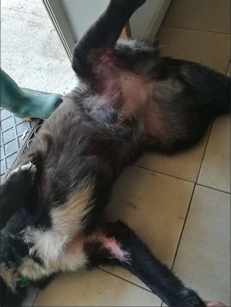 Perro mestizo con herida por mordedura y gangrena cutánea muscular