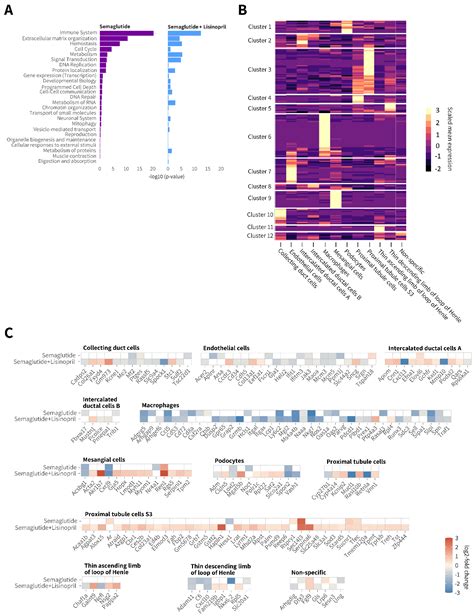 Biomedicines Free Full Text Nephroprotective Effects Of Semaglutide