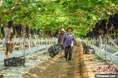 四川彭山：上万亩葡萄陆续成熟果农采摘忙腾讯新闻