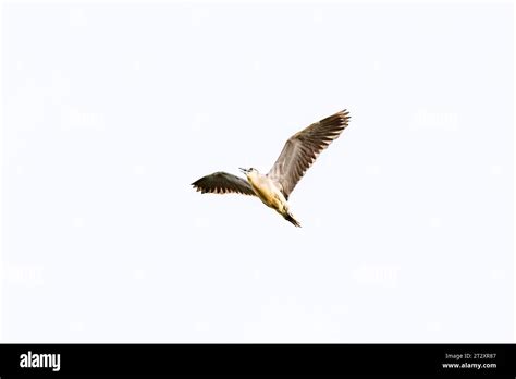 Bird Black Crowned Night Heron Nycticorax Nycticorax Or Black