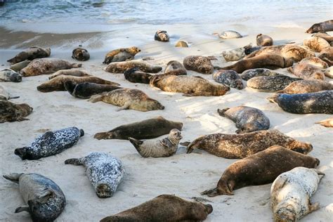 La Jolla Cove Things To Do Beach Directions Parking A Local S Guide Artofit