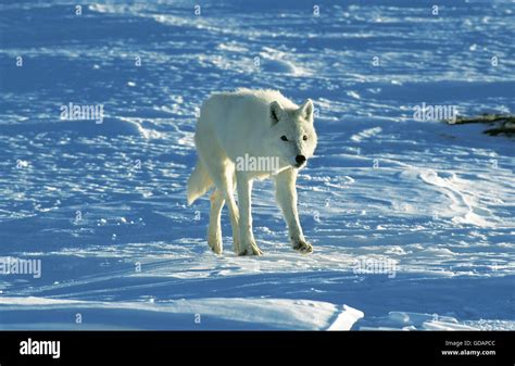 Arctic Wolf Canis Lupus Tundrarum Adult On Snow Alaska Stock Photo