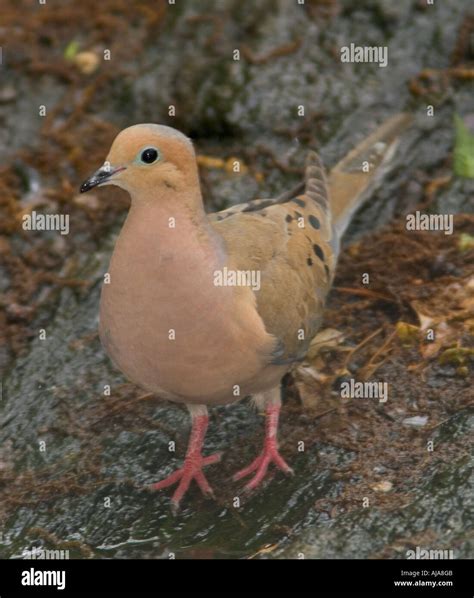 Morning Dove Hi Res Stock Photography And Images Alamy