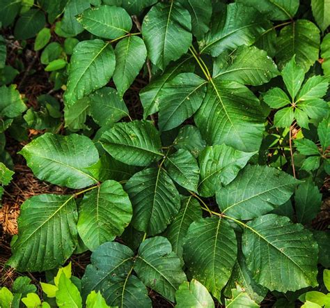 The Best Ways To Spot Poison Ivy, Oak & Sumac - Off The Grid News