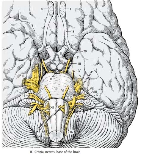 cranial nerves