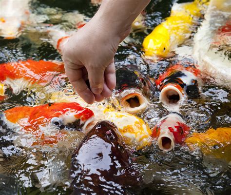 Koi Fish Feeding Tips & Recommendations For Healthy Koi — Koi Story