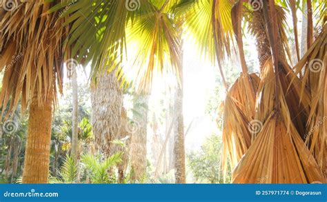 Tropical Trees In Sunny Jungle Forest Exotic Amazon Rainforest Or Palm