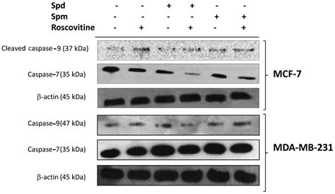 Polyamines Modulate The Roscovitine Induced Cell Death Switch Decision