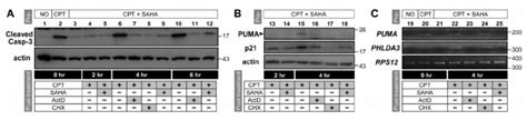 Hdacis Reversibly And Selectively Block P Dependent Transcriptional