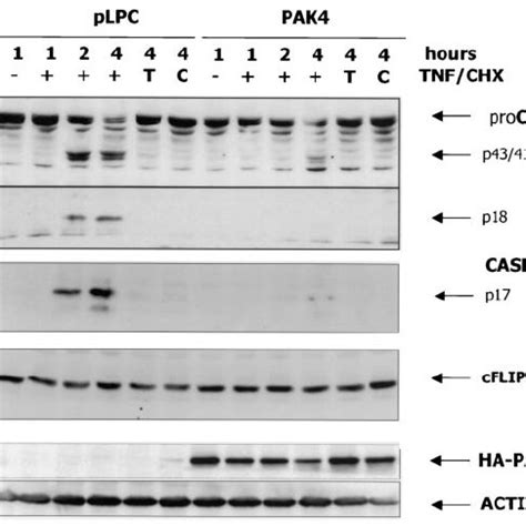 Activation Of Both Effector And Initiator Caspase Is Affected In Pak