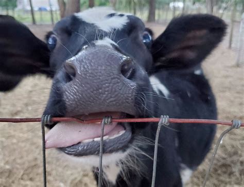 Mobile Petting Zoo The Story Book Farm Sanctuary