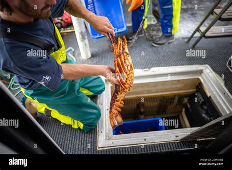 Descarga De Un Barco De Pesca Y Uso De Escalas Para Peso De Langosta