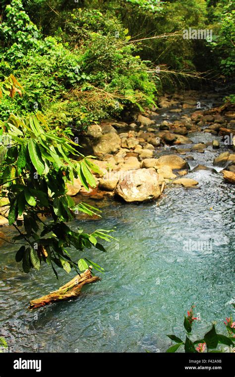 Seven Sisters waterfall hike in the Grand Etang National Park in St ...