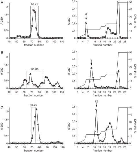 Size Exclusion Chromatography On A Sephacryl S 300 Left And Download Scientific Diagram