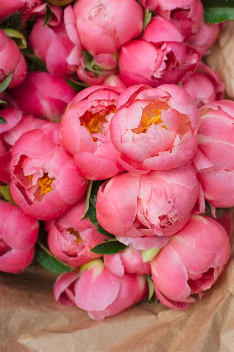 Pink Peony Flowers By Stocksy Contributor Kristin Duvall Stocksy