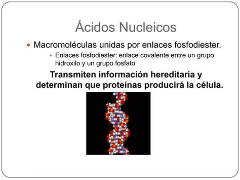 Cidos Nucleicos Ppt