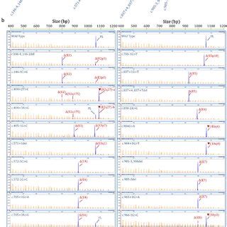 Minigene splicing assays of selected ClinVar variants. (a) Map of ... 
