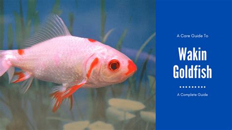 Wakin Goldfish Care A How To Guide Aquariumstoredepot