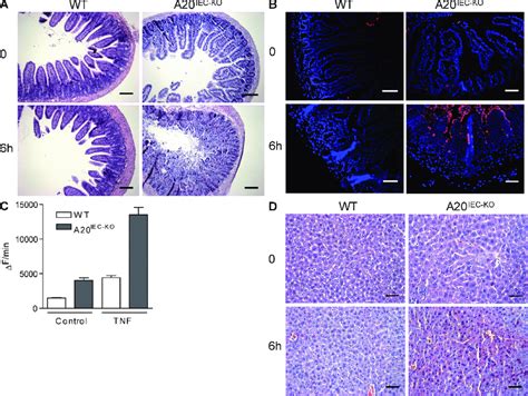 A20 deficiency in IECs sensitizes to TNF-induced damage of the small ... 