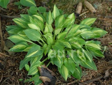 хоста Тини Вини Бикини Teeny weeny Bikini купить в Красноярске Садовые цветы на интернет